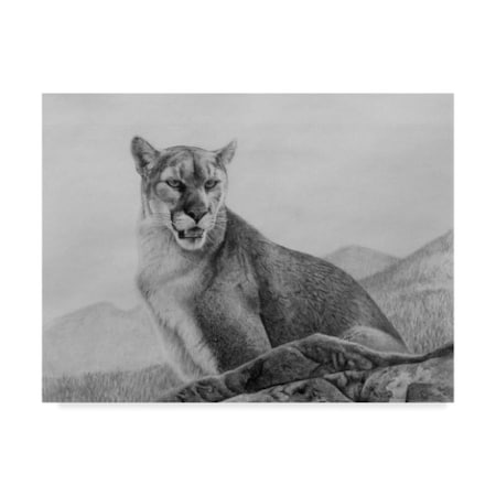 Rusty Frentner 'Cougar Study' Canvas Art,24x32